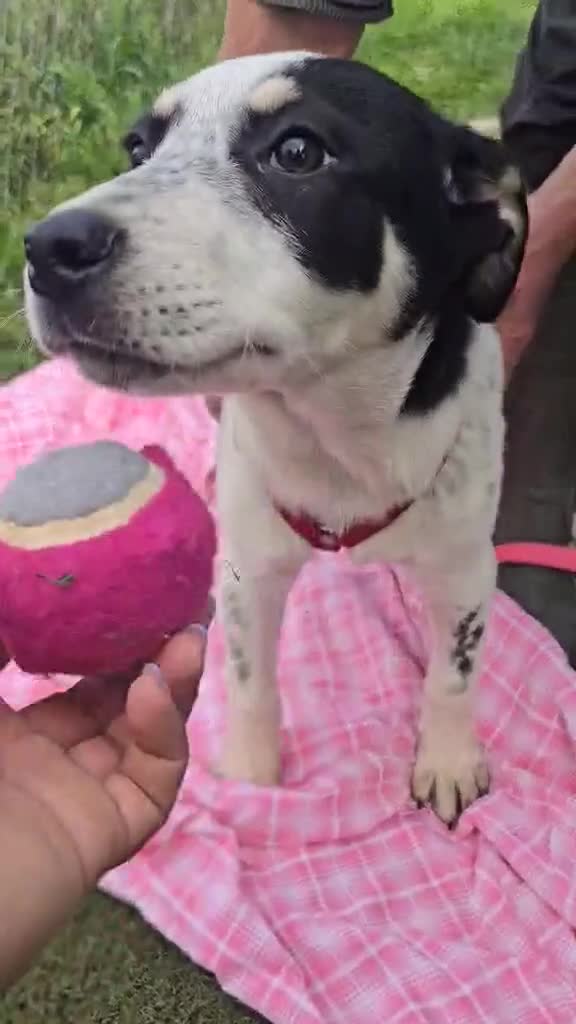 Mixed Breed dogs for adoption: MAKI  - Video 1