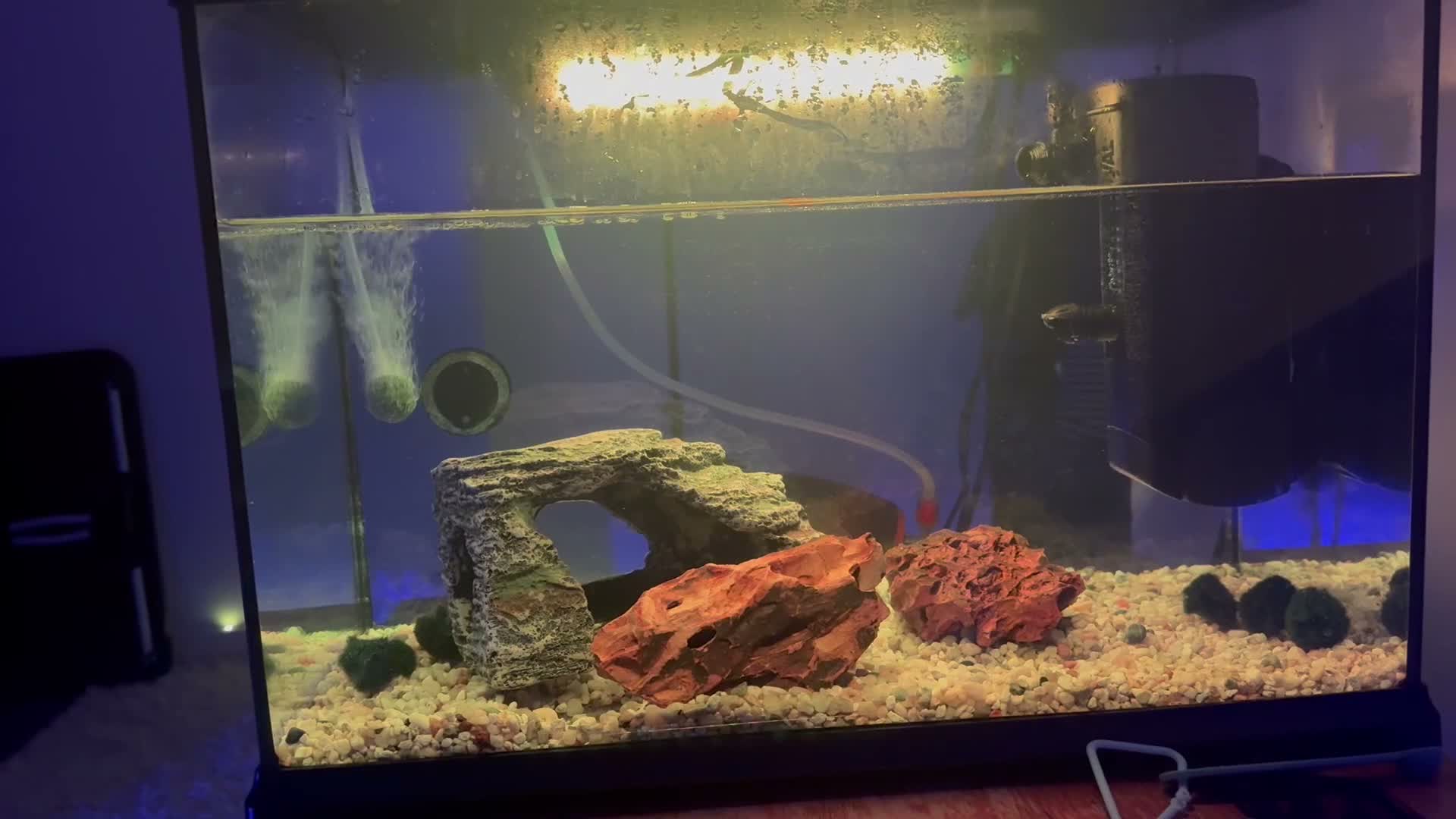 Live Bearers fish for sale: Ultimate 40L Tropical Aquarium Setup with 9guppies in Newport - Video 2