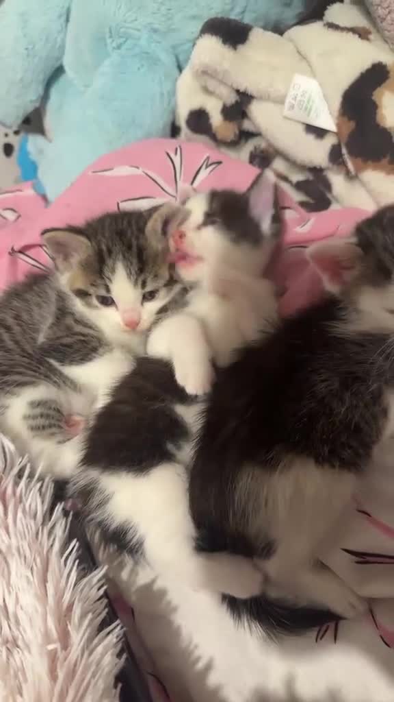 Mixed Breed cats for sale: Beautiful kittens mixed with ragdoll in Rochdale - Video 1