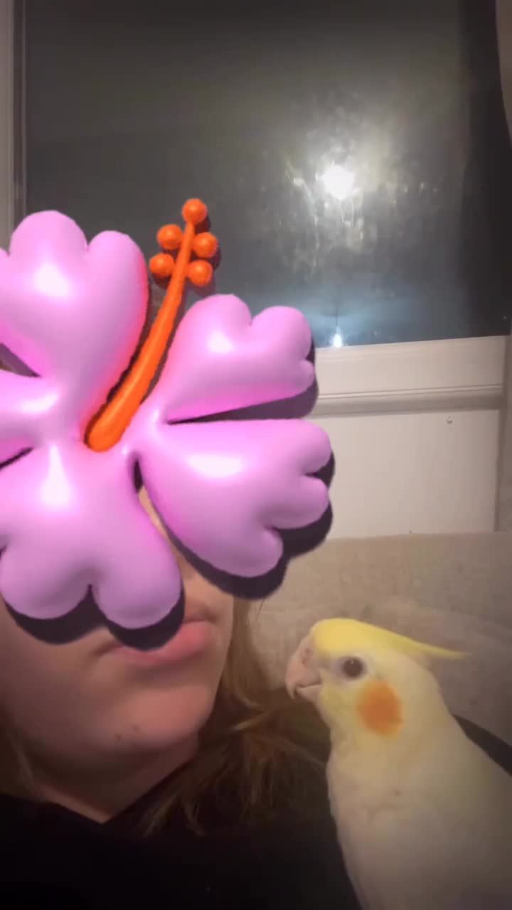 Cockatiels birds for sale: Tamed friendly cockatiel for sale  - Video 3