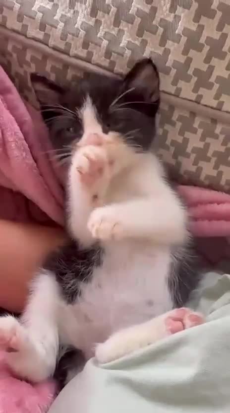 Ragdoll cats for sale: 2 Ragdoll mix kittens  - Video 2