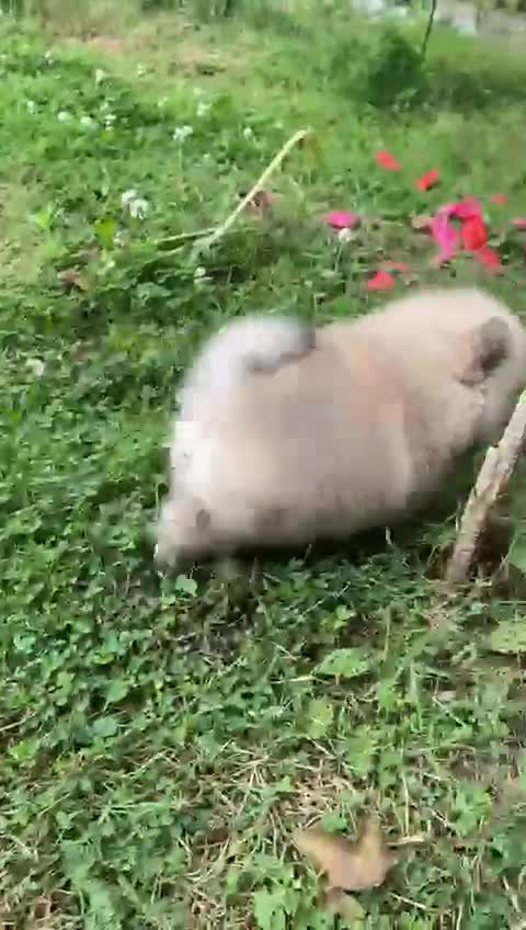 Pomeranian dogs for sale: Pomeranian  - Video 3