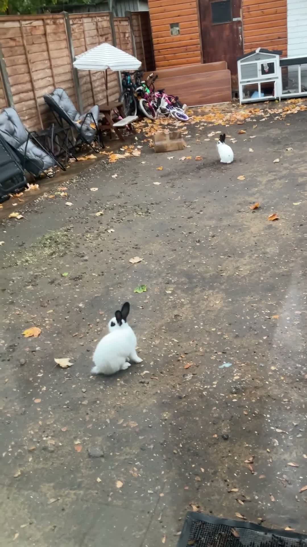 English Spot rabbits for sale: Beautiful Himalayan-Cross Rabbits in London - Video 1