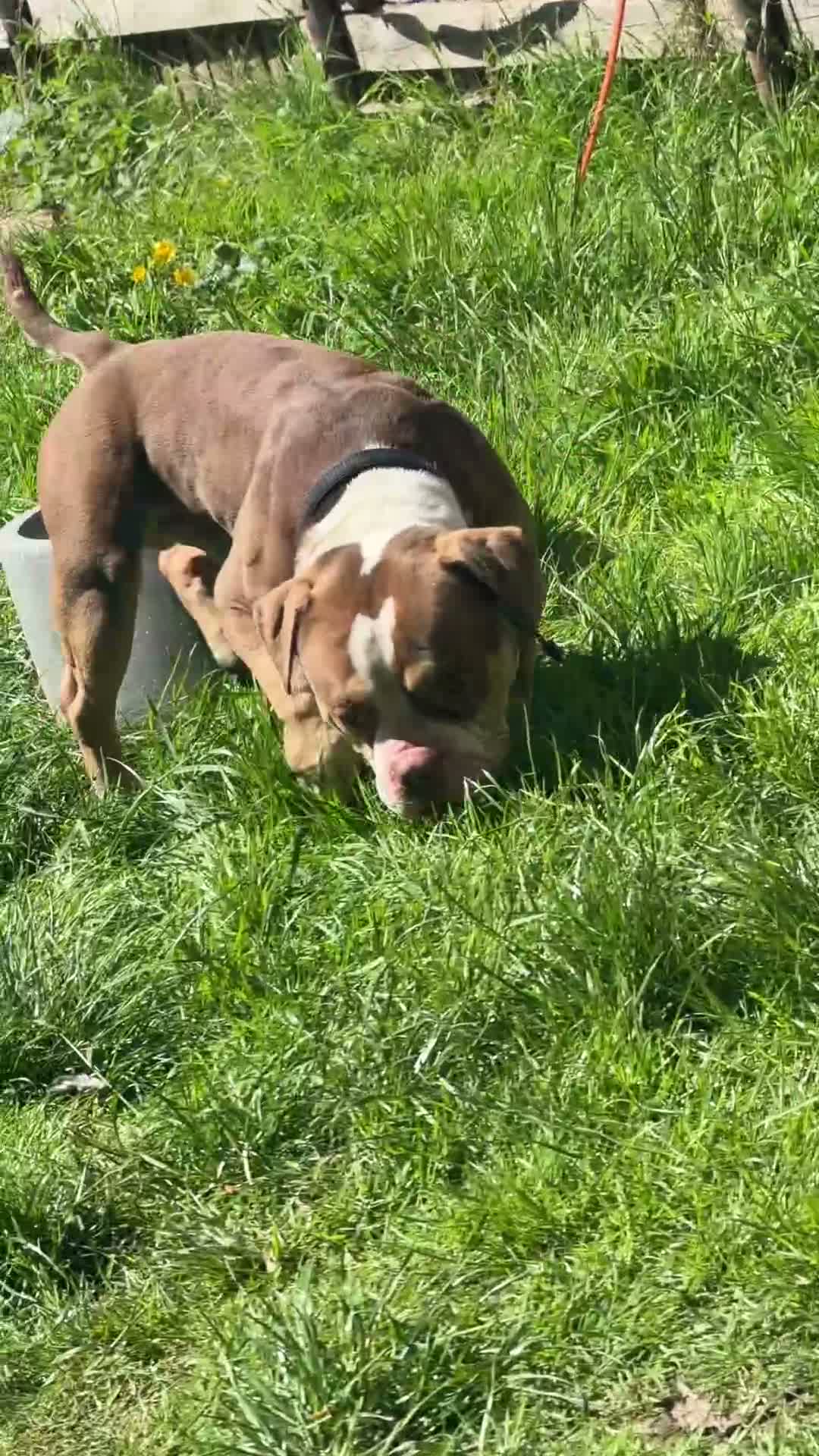American Bully dogs for sale: Arlo - chocolate tri pocket bully🤎 - Video 4
