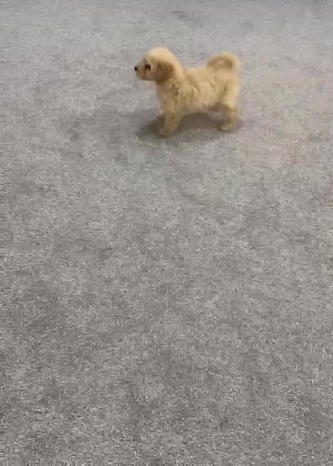 Maltipoo dogs for sale: Adorable Maltipoo Puppy  - Video 1