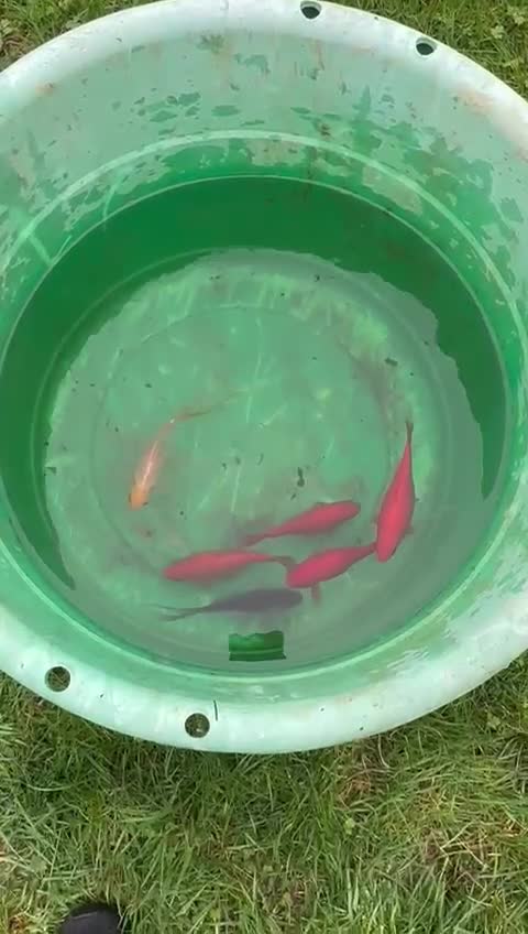 Pond Fish fish for sale: Pond fish gold fish and carp - Video 1