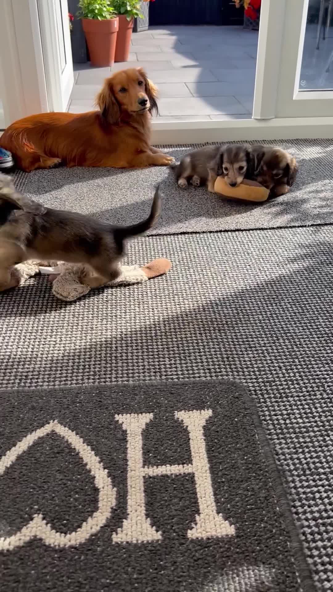 Miniature Dachshund dogs for sale: Reduced, mini L/H £1300 - Video 1
