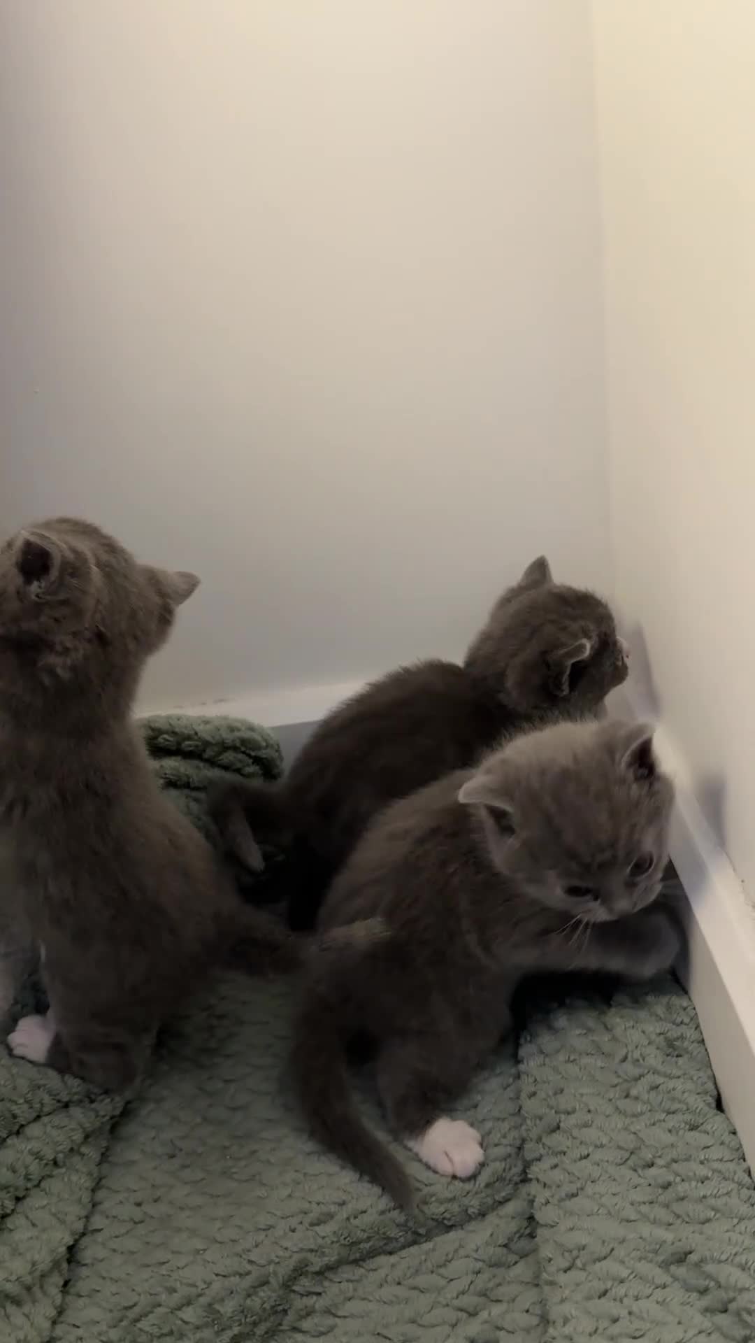 British Shorthair cats for sale: 3 British Shorthair Kittens, Ready for rehoming ❤️ in London - Video 1