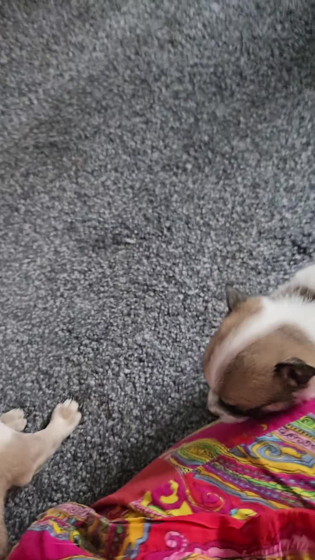 Chihuahua dogs for sale: Male chihuahua  in Huntingdon - Video 1