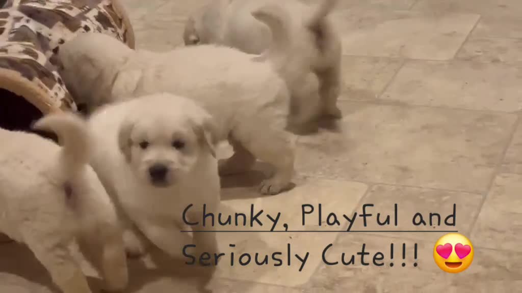 Golden Retriever dogs for sale: Beautiful English Cream Golden Retriever Puppies in Boston - Video 1