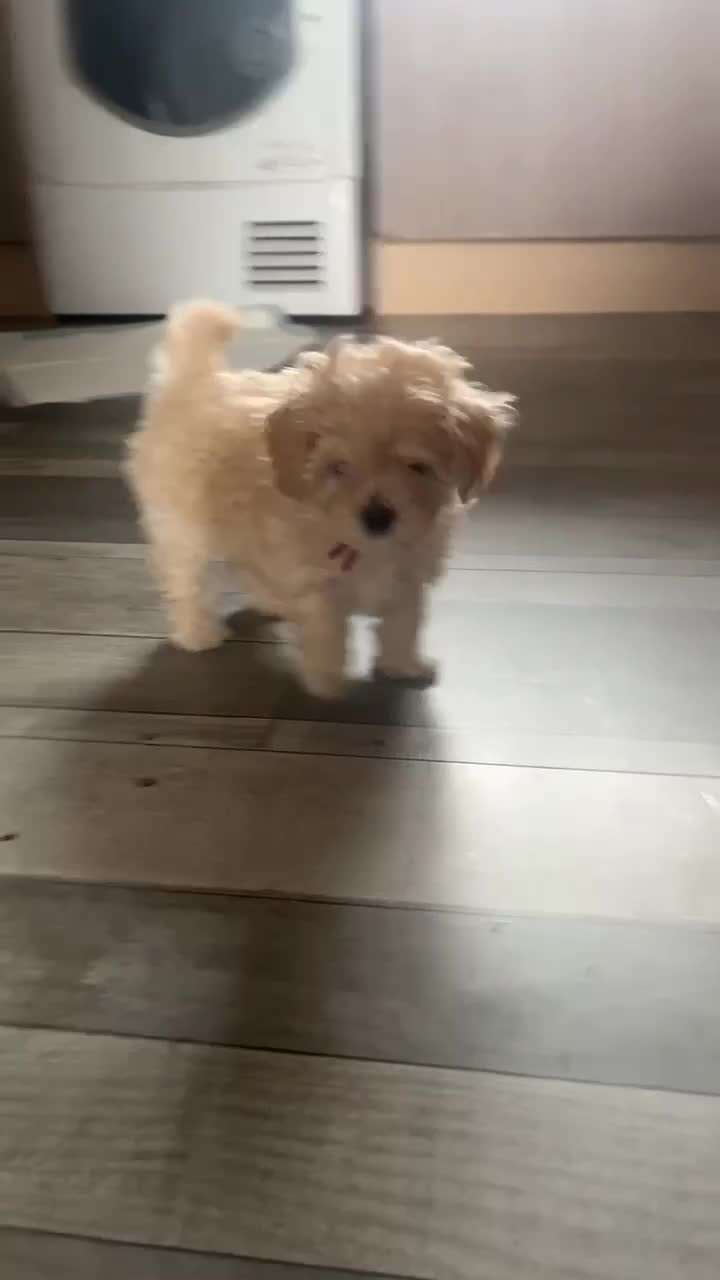 Maltipoo dogs for sale: Toy maltipoo  - Video 1