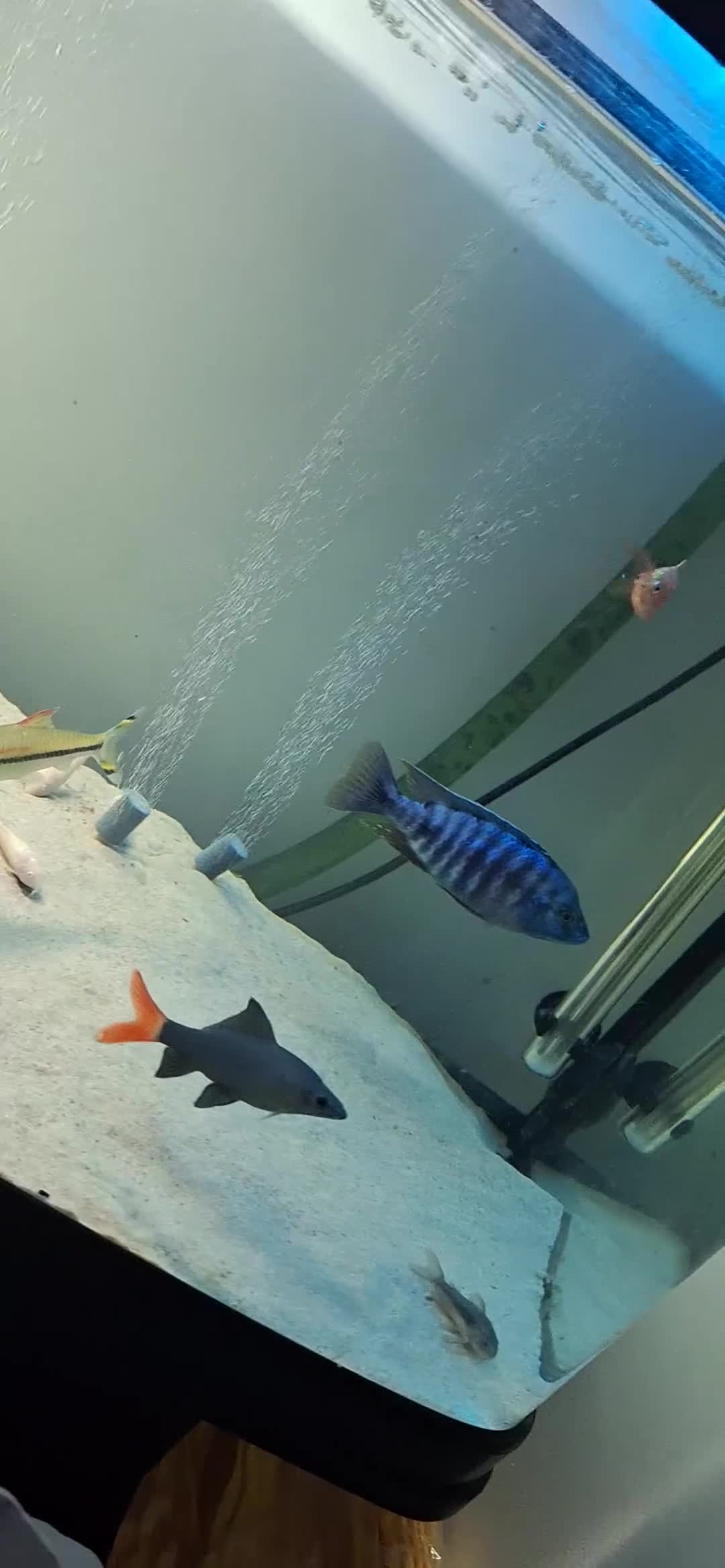 Other/Mixed Breed fish for sale: Various Fish For Sale. List&price in description. - Video 2