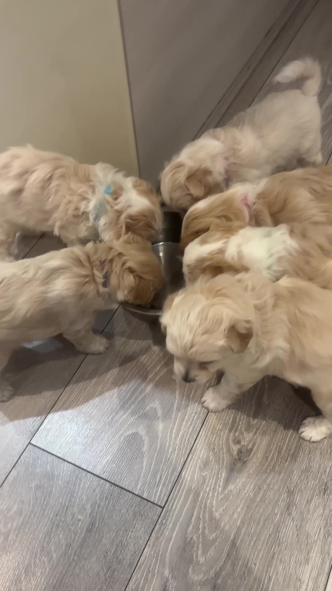 Mixed Breed dogs for sale: Peke-a-Chon puppies 🐶  - Video 1