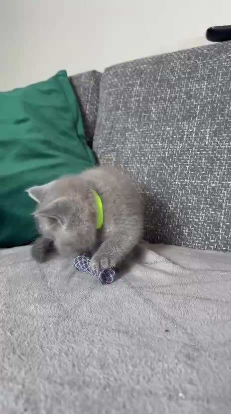 British Shorthair cats for sale: Gorgeous BSH female kittens for sale - Video 3