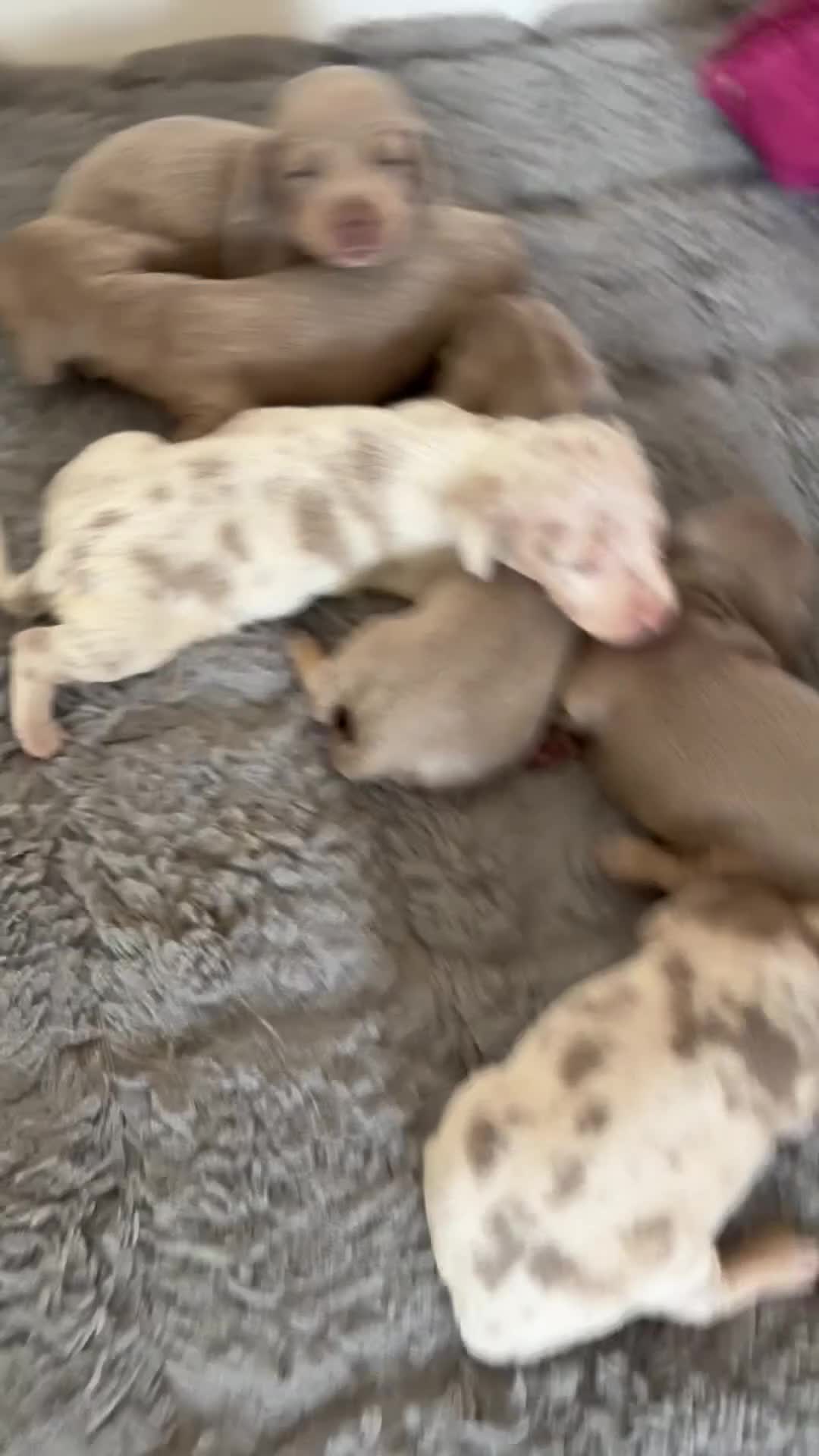 Miniature Dachshund dogs for sale: Miniature Dachshund adorable Puppies ❤️ in Market Drayton - Video 1