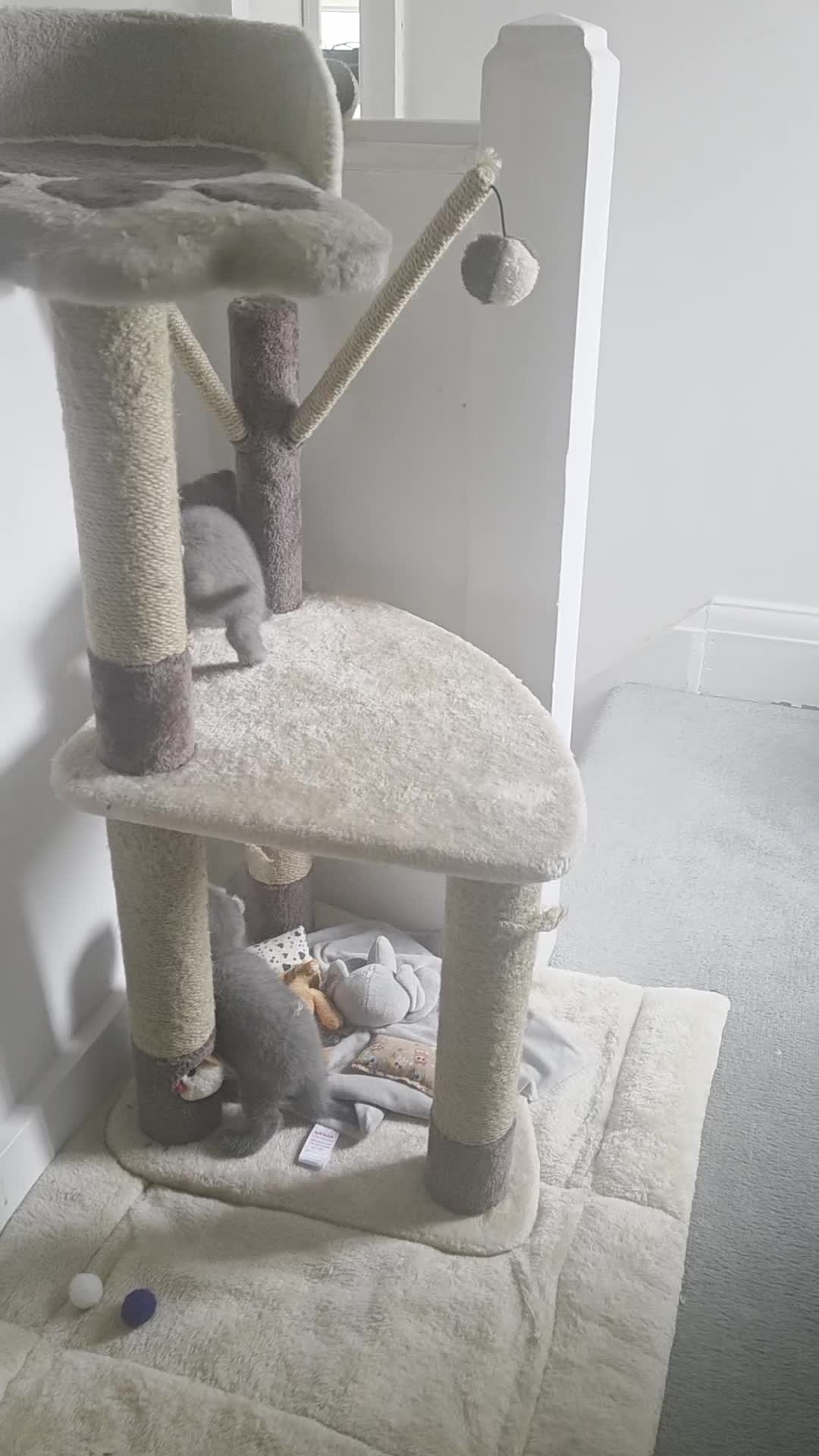 Scottish Fold cats for sale: 2 beautiful Scotish fold girls - Video 1