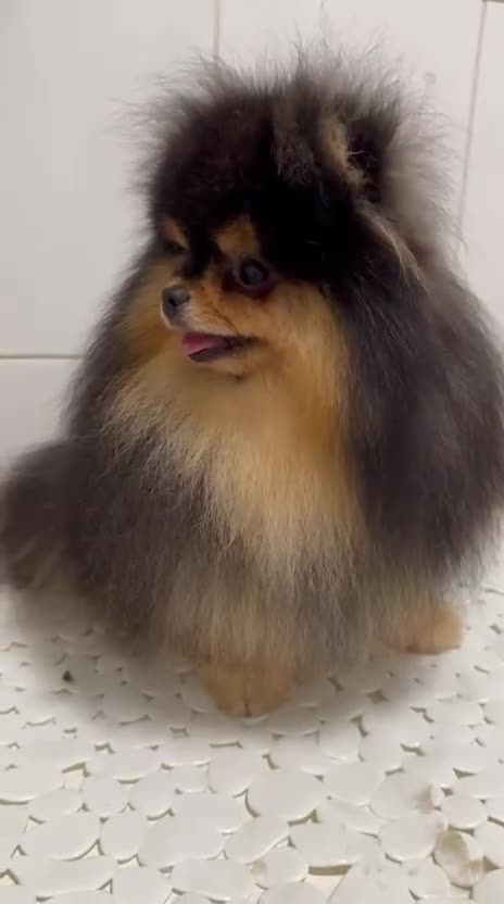 Pomeranian dogs for sale: Cute Black and Tan Pomeranian boy - Video 1