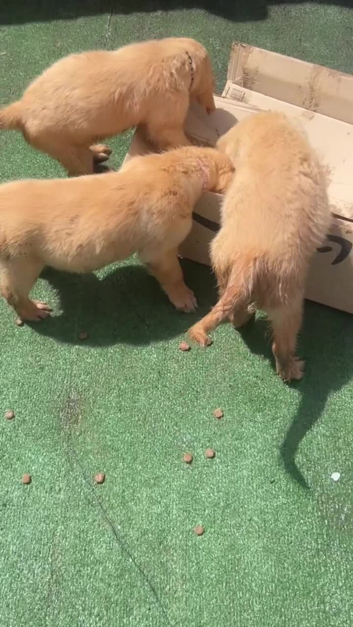 Golden Retriever dogs for sale: Pedigree golden retriever puppies  - Video 1