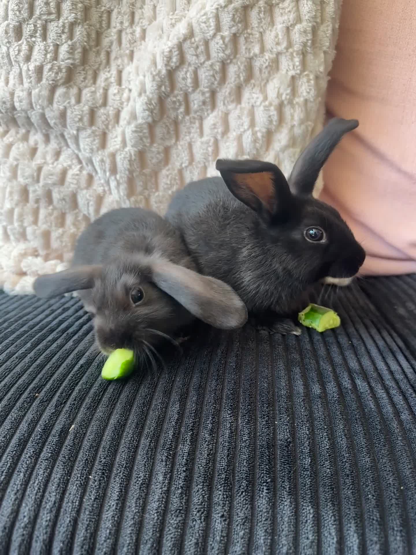 Mixed Breed rabbits for sale: Mixed bunnies  - Video 1