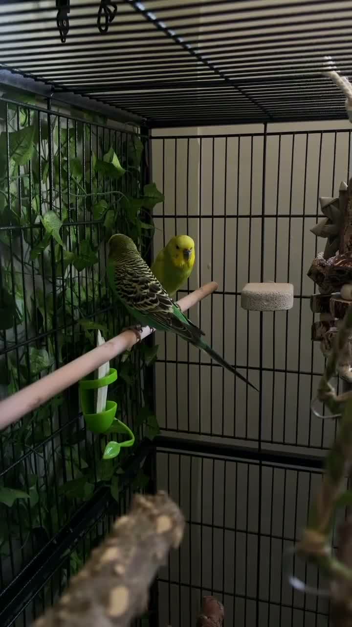 Budgerigars birds for sale: Male bonded budgies  - Video 1