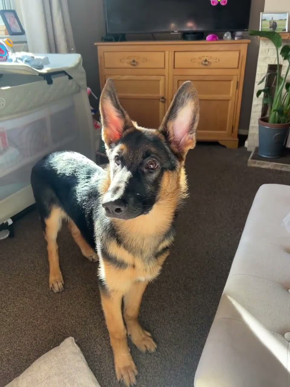 German Shepherd dogs for sale: GSD 5 month old  in Mansfield - Video 1