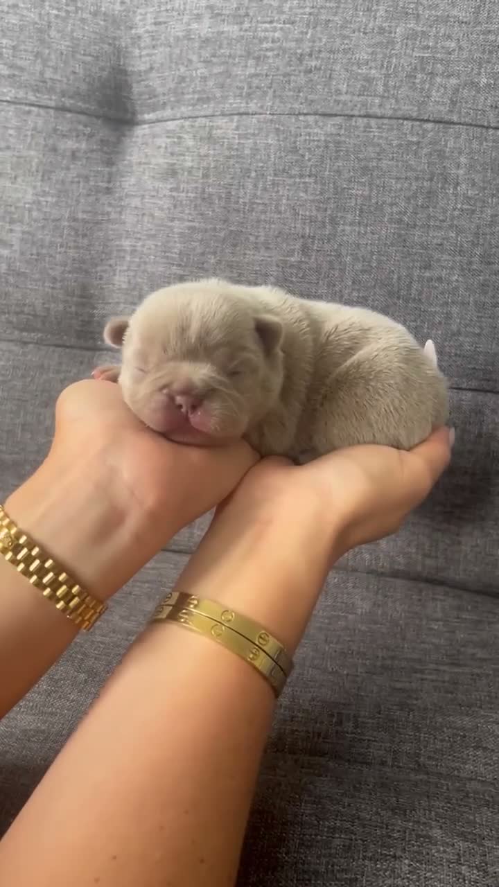 French Bulldog dogs for sale: French bulldog puppies  in Chelmsford - Video 4