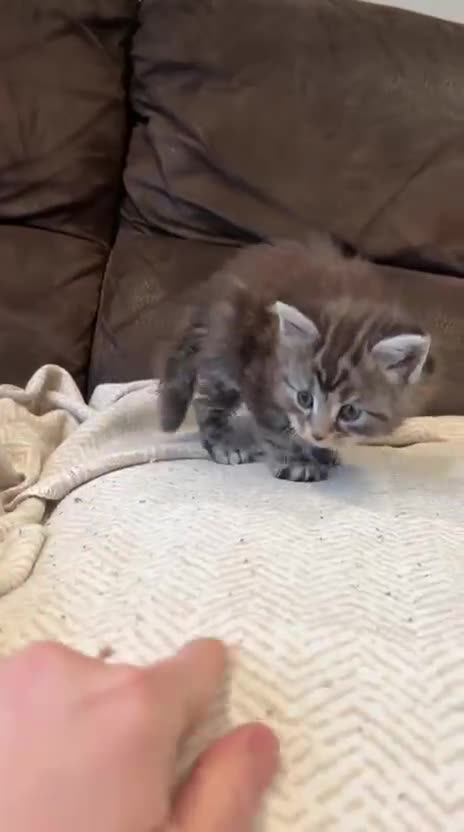 Maine Coon cats for sale: Maine Coon X  - Video 1