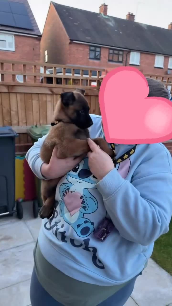 Belgian Shepherd Dog dogs for sale: Female Malinois Puppy - Video 2