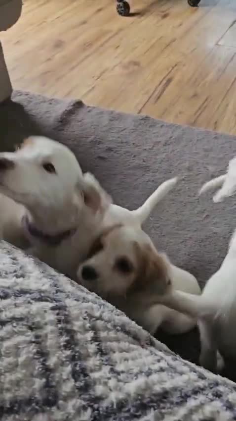 Cocker Spaniel dogs for sale: Cocker spaniels - Video 1