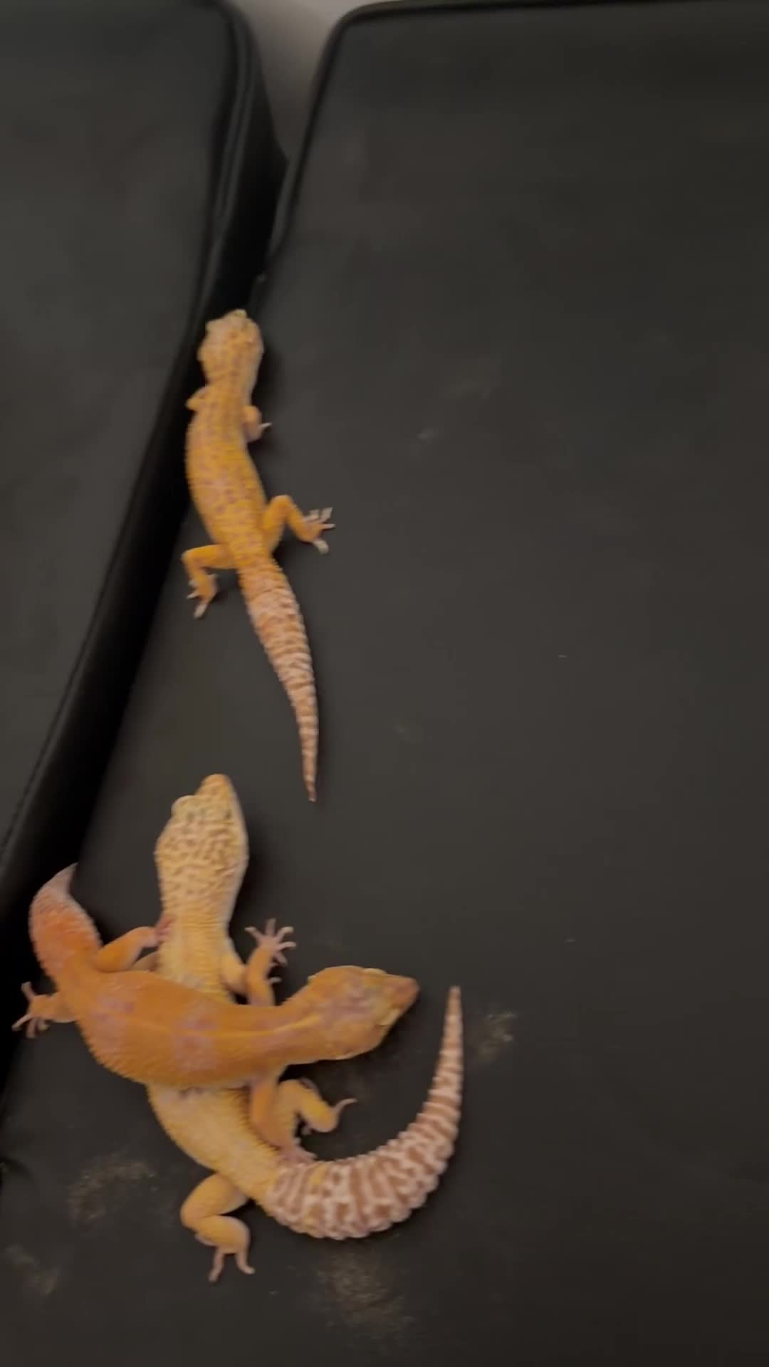 Leopard Gecko reptiles for sale: 4 leopard geckos  - Video 1