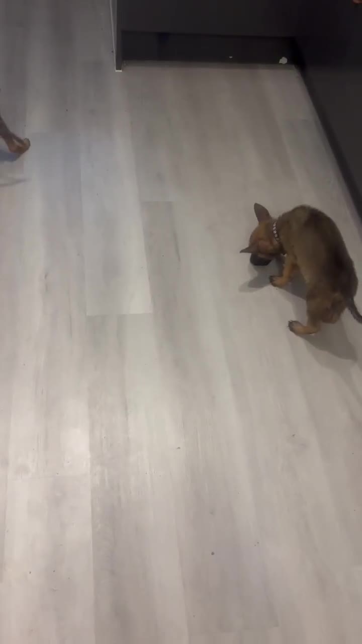 Mixed Breed dogs for sale: 1 x Female German Shepherd x Belgian Malinois Pups - Video 2
