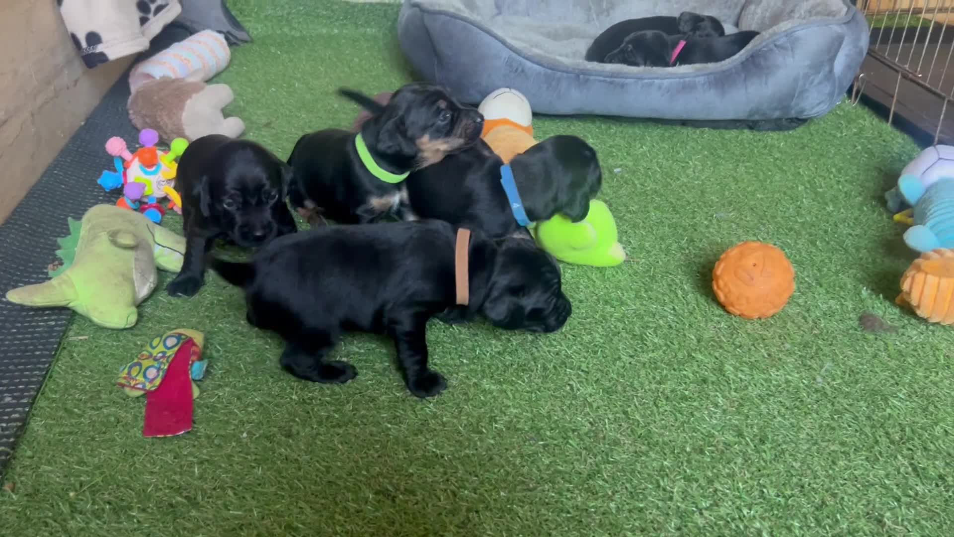 Mixed Breed dogs for sale: Working cocker with mix dads family pet  - Video 1