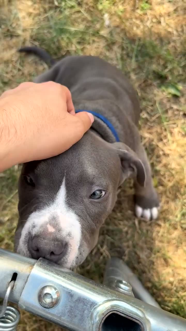 American Bully dogs for sale: Young American Bully Looking for a Loving Home in London - Video 1