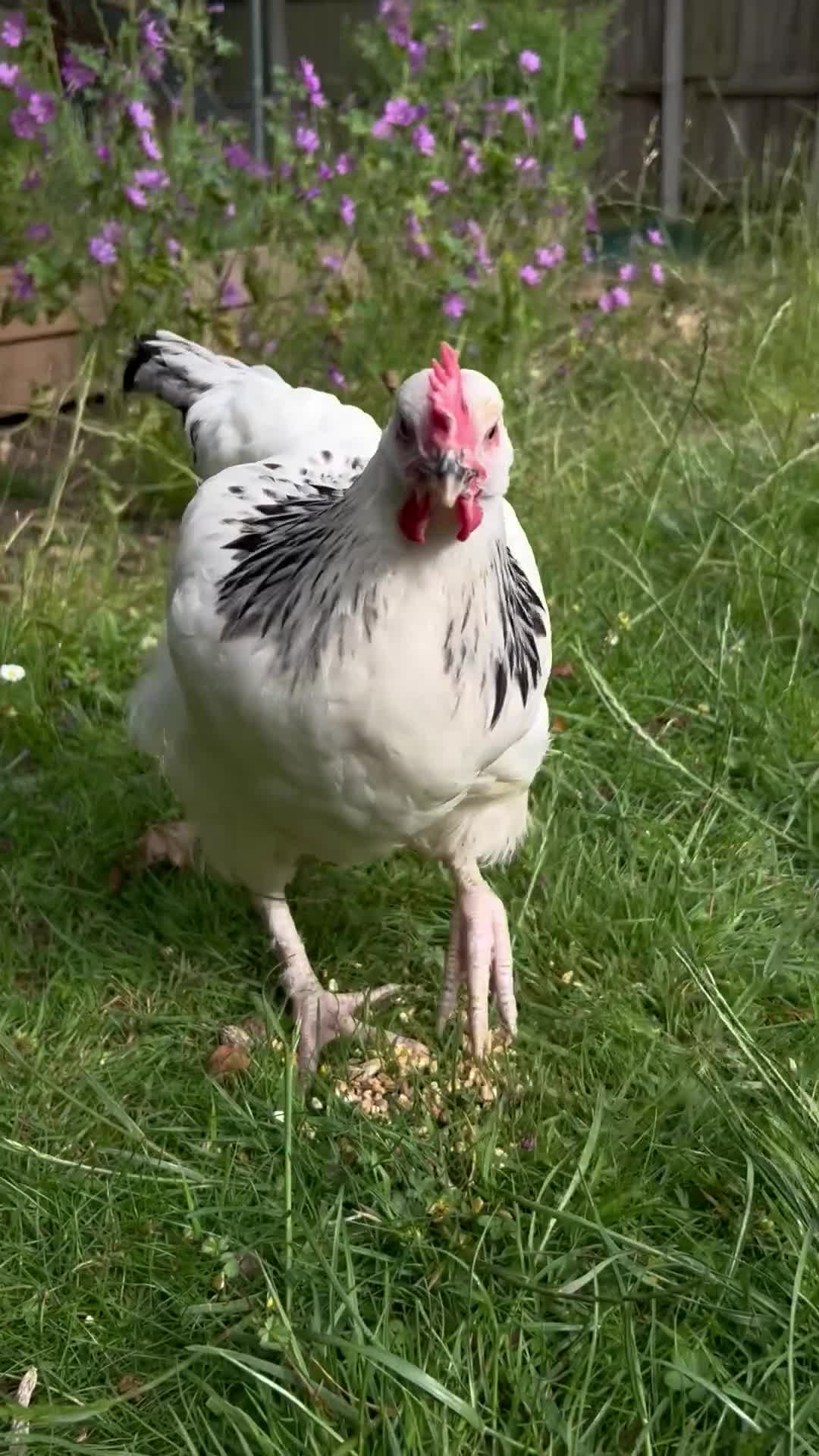 Chickens poultry for sale: Light Sussex Roo - FTGH - Video 1
