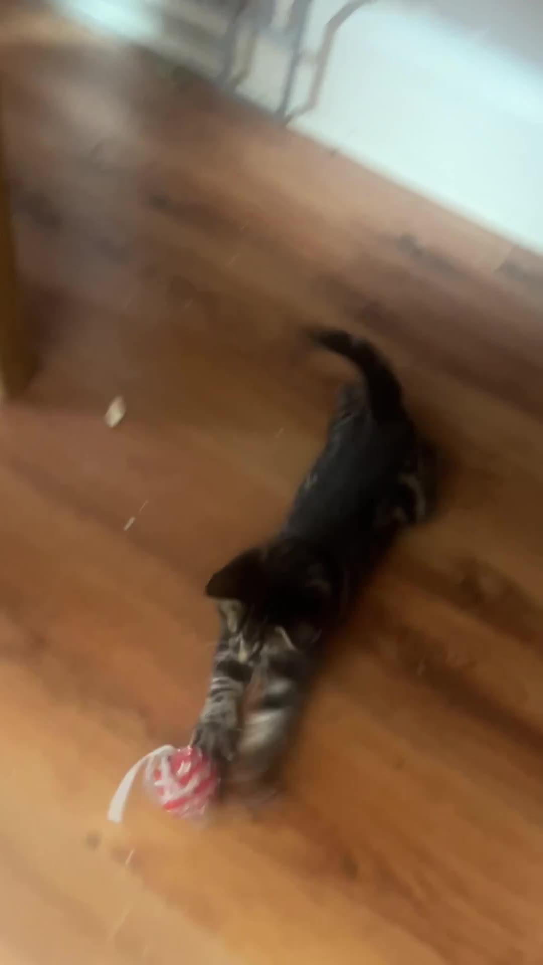 Mixed Breed cats for sale: Looking to become a member of your family in Dagenham - Video 1