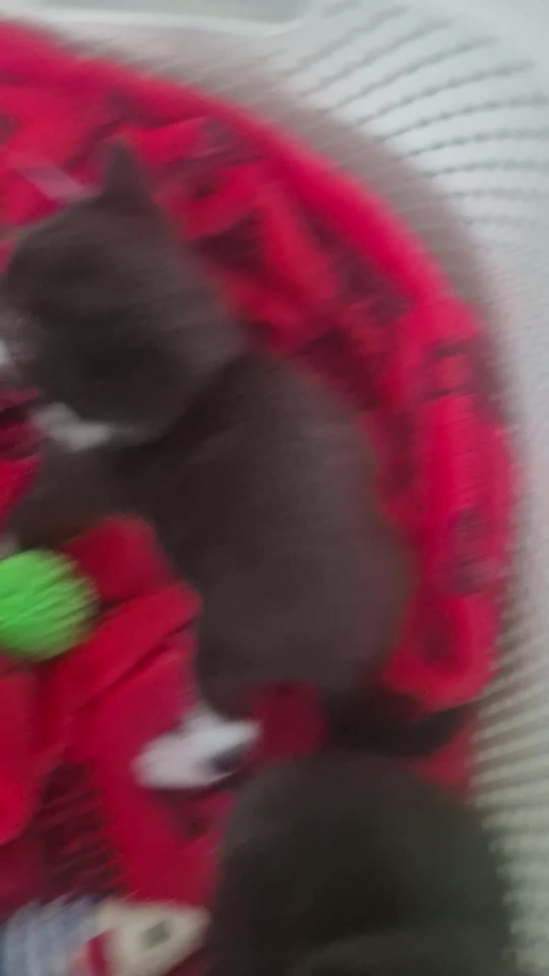 British Shorthair cats for sale: Female and male kittens ready june.  - Video 1