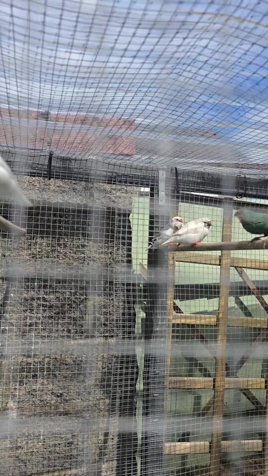 Finches birds for sale: Zebra Finches  in Bridgend - Video 1