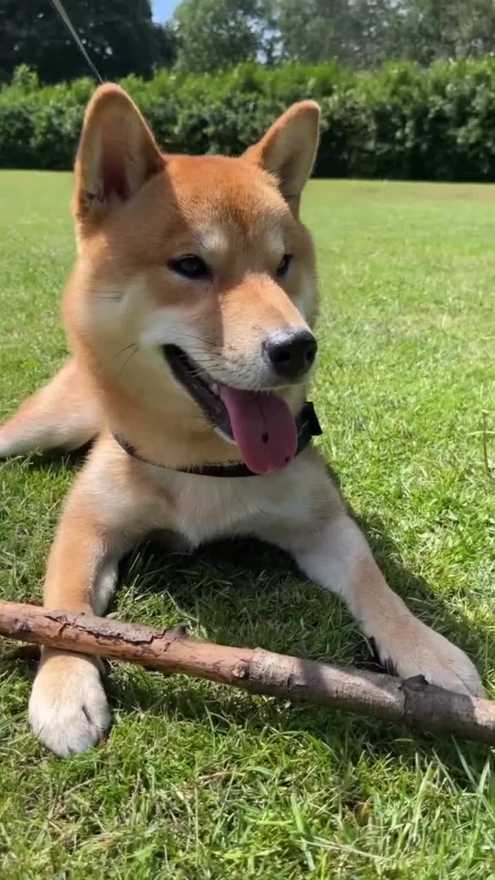 Japanese Shiba Inu dogs for sale: 1 year old shiba  - Video 2