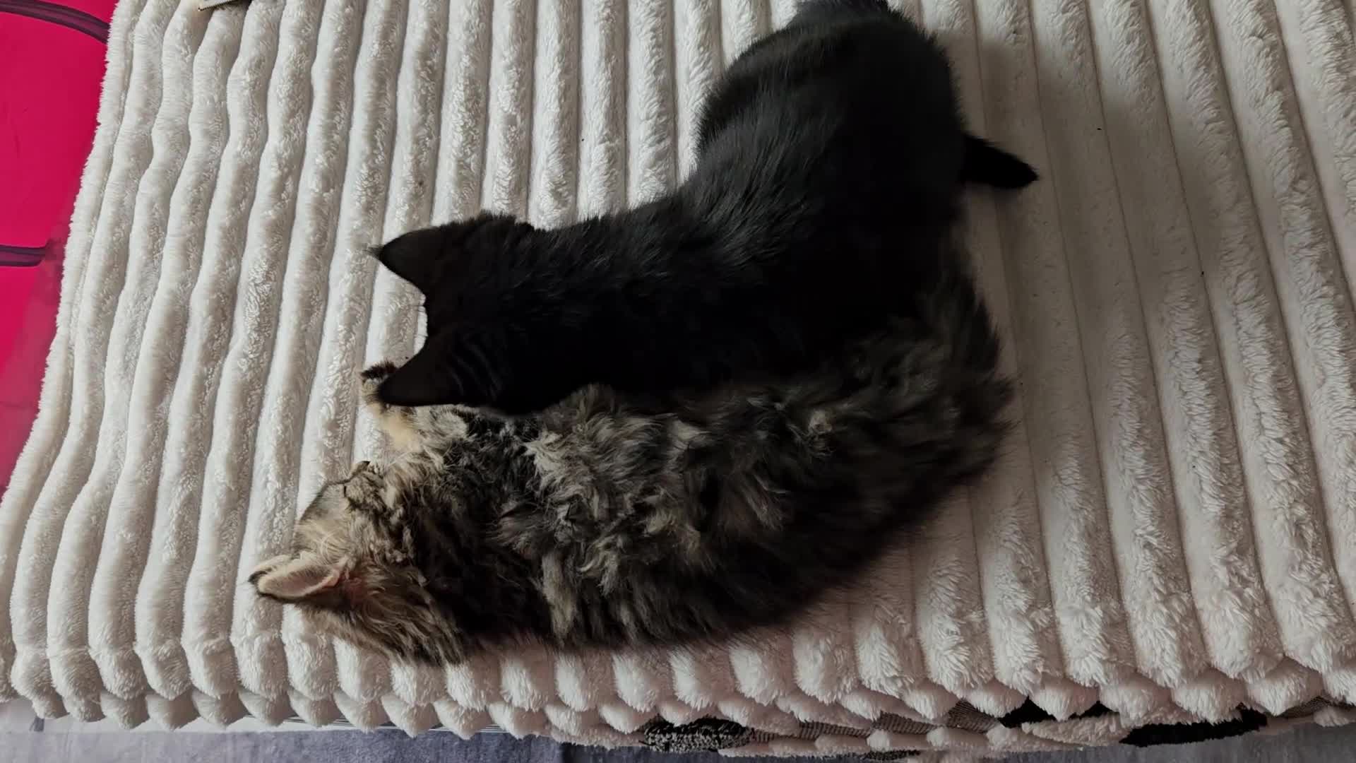 Mixed Breed cats for sale: Black female  - Video 3
