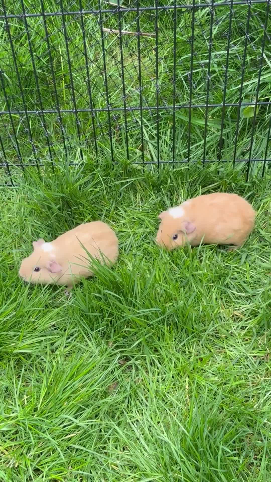 Guinea Pig rodents for sale: Male and Female Guinea pigs for sale  - Video 2