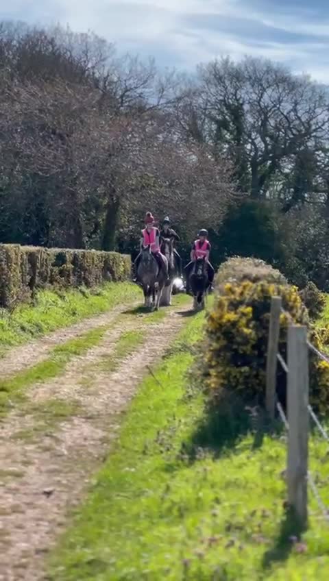 American Quarter horses for sale: Alfie 14.1 gelding  in Southampton - Video 1