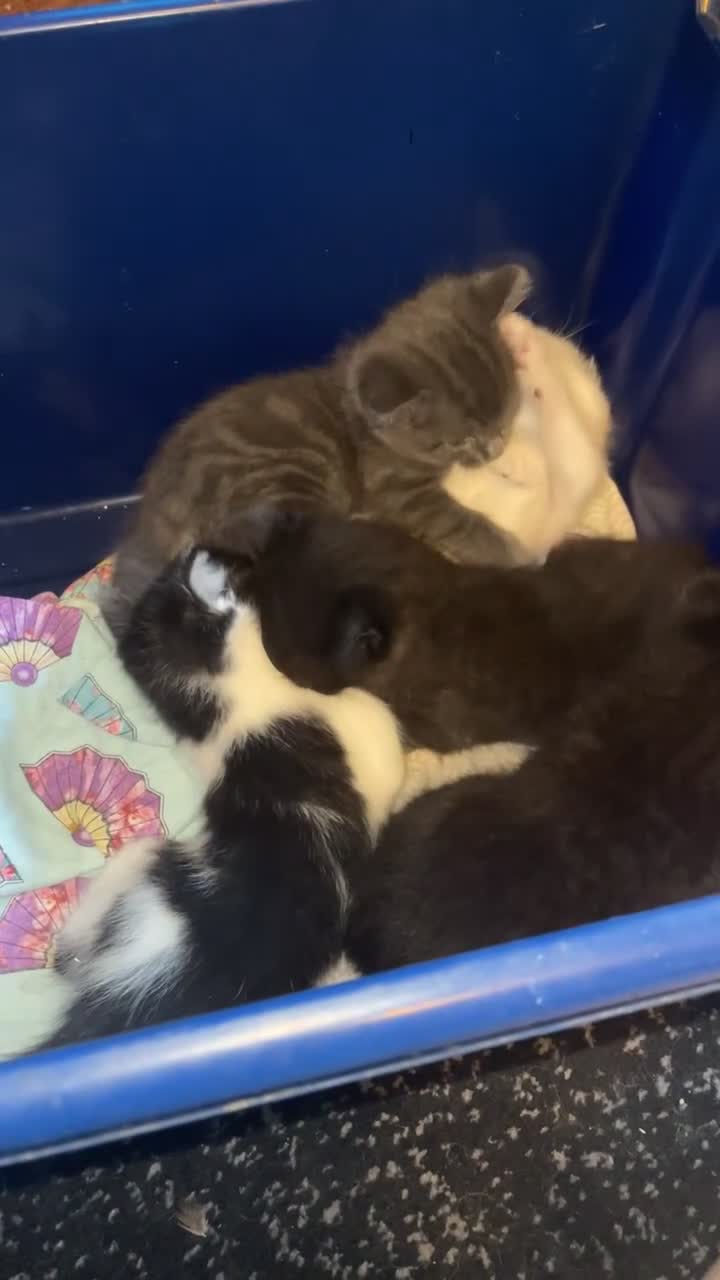 Mixed Breed cats for sale: 4 females  - Video 1