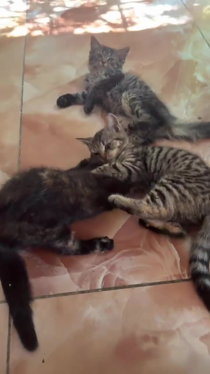British Shorthair cats for sale: Beautiful British Shorthair Kittens – £300 for 2! - Video 1