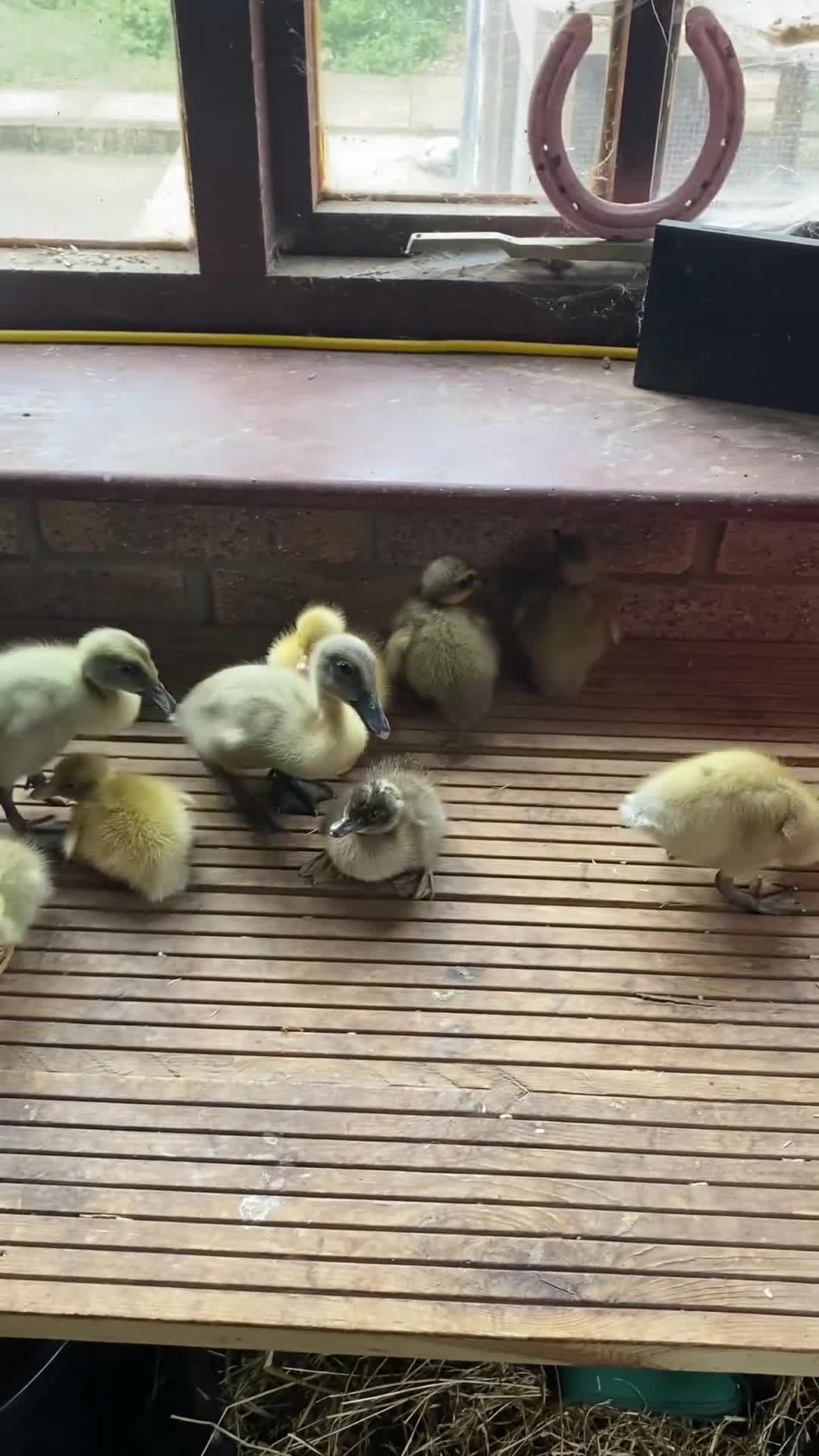 Ducks poultry for sale: Pure Indian Runner Ducklings + Fertile Eggs - Video 1