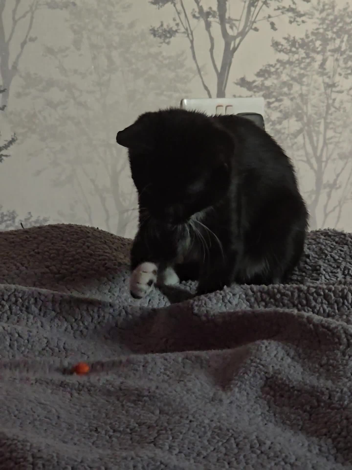 British Shorthair cats for sale: Female kitten - Video 2