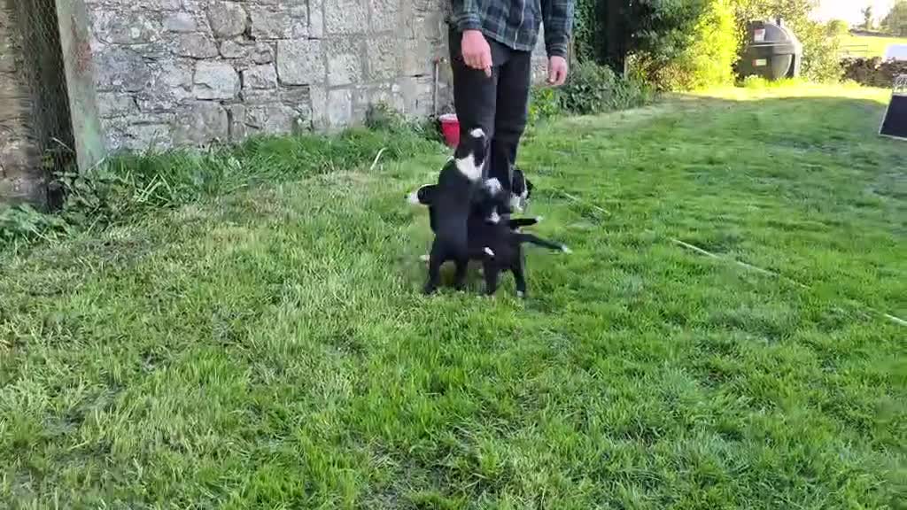 Mixed Breed dogs for sale: Border x Beardie Collies - Video 2