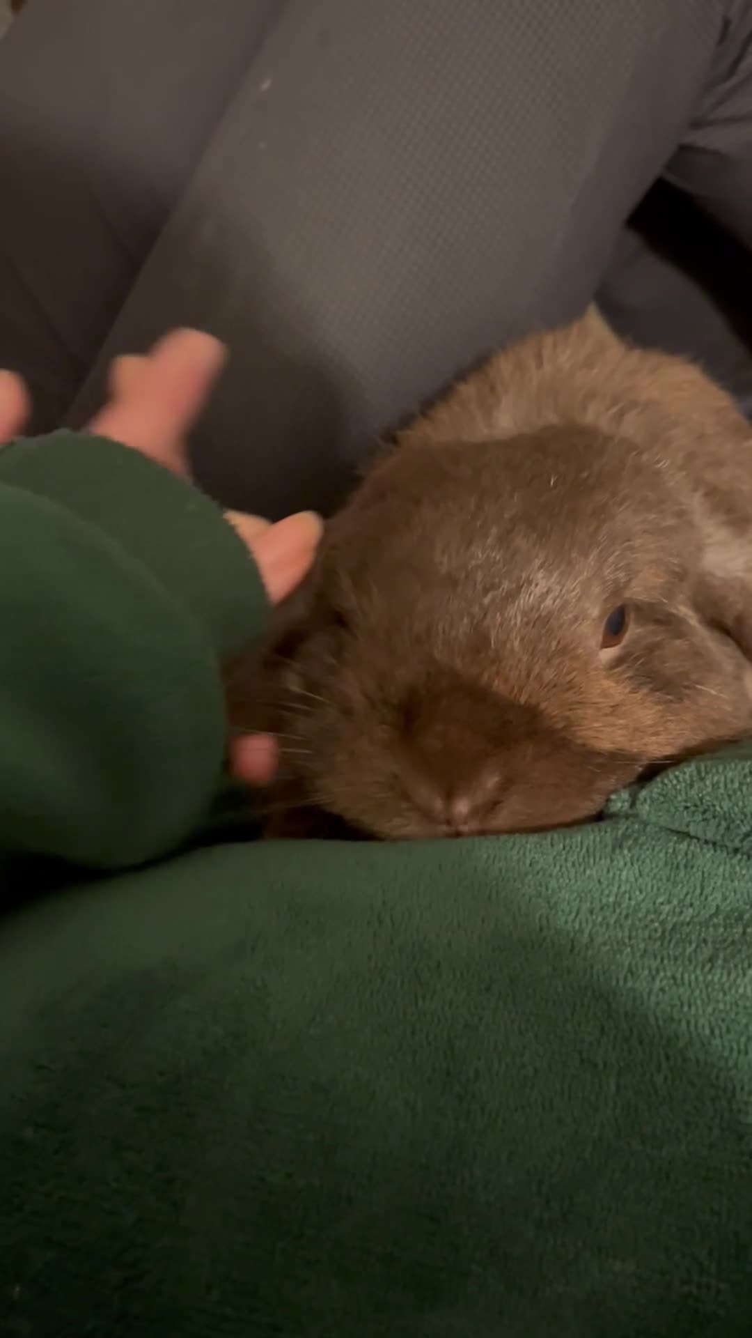 Mini Lop rabbits for sale: Sweet Mini Lop in Chesterfield - Video 2