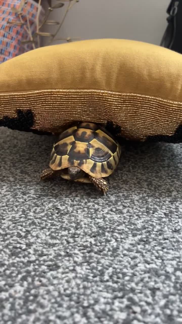 Hermann Tortoise reptiles for sale: Walter - Video 1