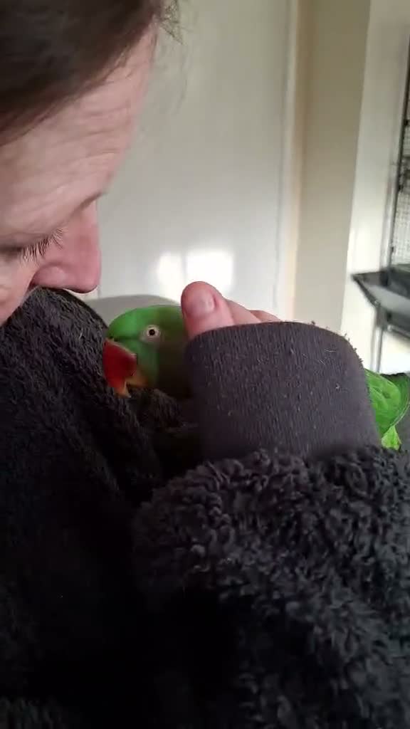 Parakeets birds for sale: Beautiful alexandrine girl and large cage - Video 1