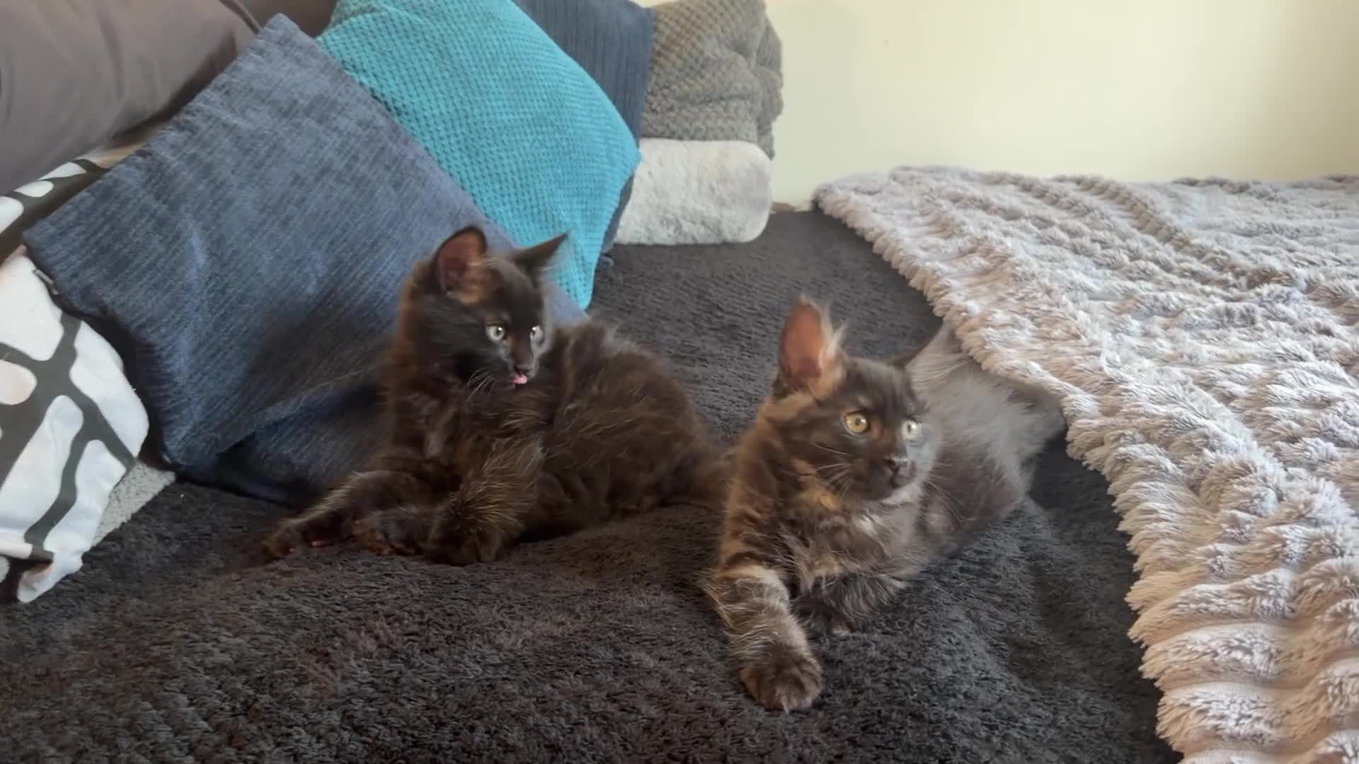 Maine Coon cats for sale: TICA - Maine Coon Kittens ready for forever homes! - Video 2